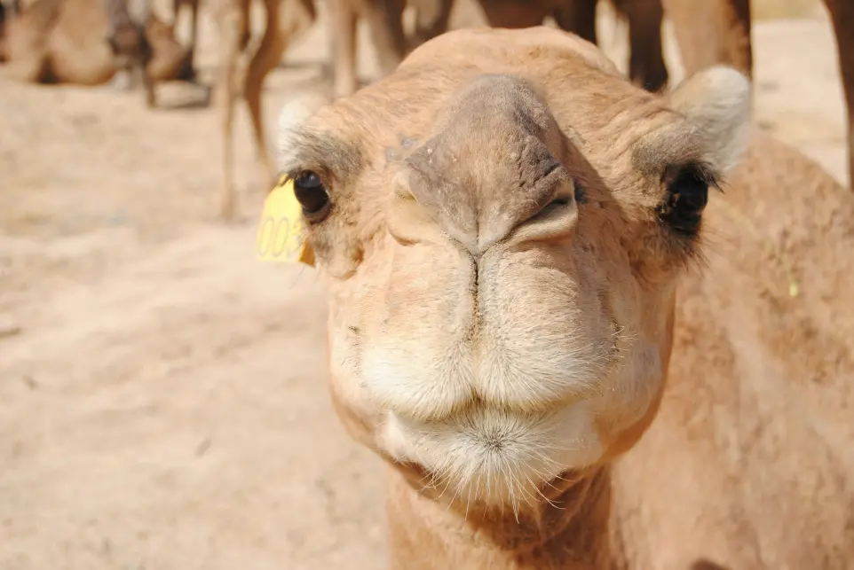 a close up of a camel's face with other camels in the background