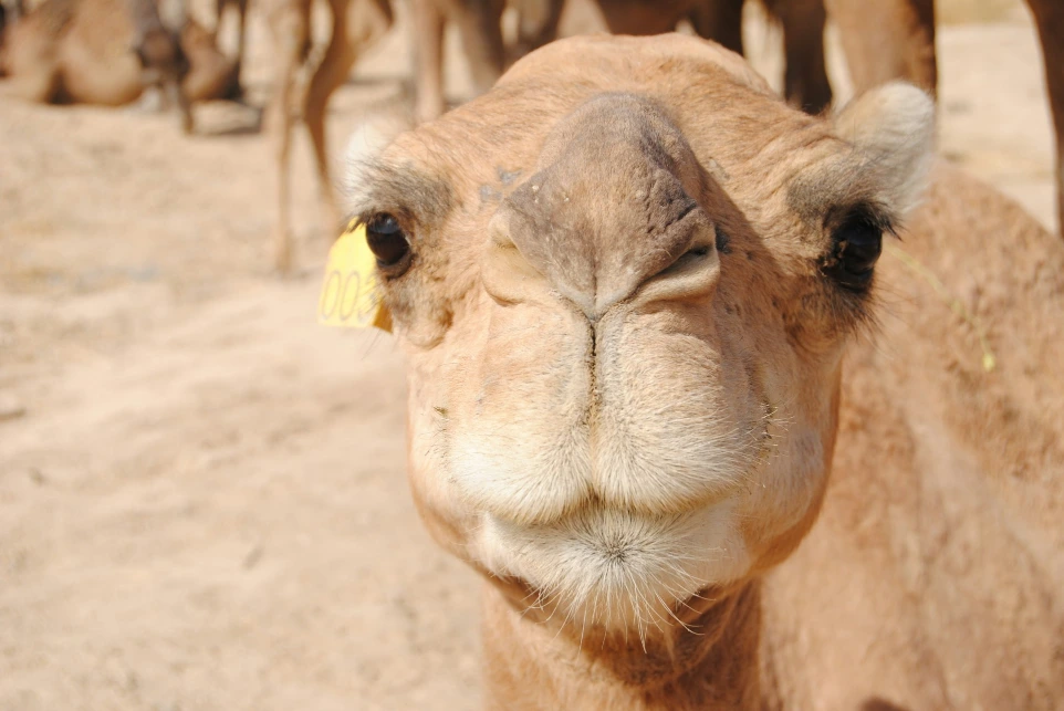 Camel face close up